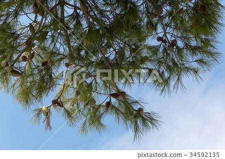 Pine cones on a pine tree, pinus in the garden 34592135