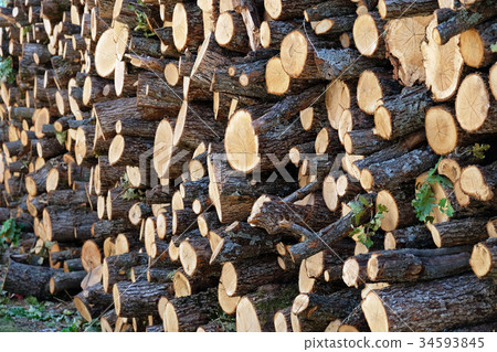 Pile of oak firewood Pile of oak firewood 34593845