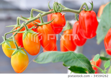 櫻桃西紅柿(圖像) 櫻桃西紅柿(圖像) 34594262