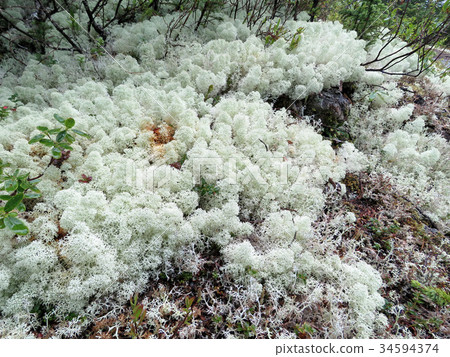 Newfoundland Caribou Lichen flower 2016 34594374