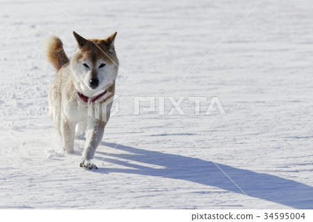 Snow and Shiba Inu Snow and Shiba Inu 34595004