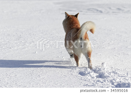 Snow and Shiba Inu 34595016