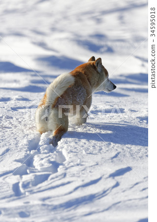 Snow and Shiba Inu Snow and Shiba Inu 34595018