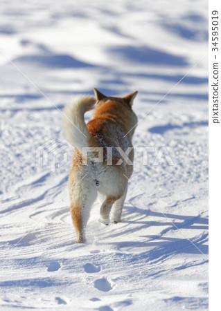 Snow and Shiba Inu Snow and Shiba Inu 34595019