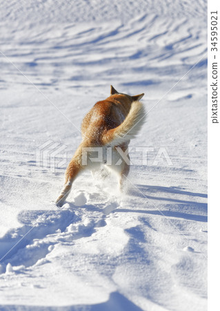 Snow and Shiba Inu 34595021