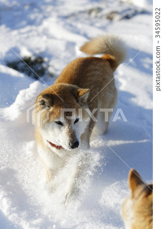 Snow and Shiba Inu 34595022