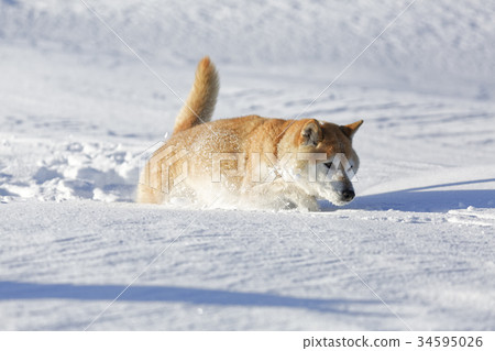 Snow and Shiba Inu Snow and Shiba Inu 34595026