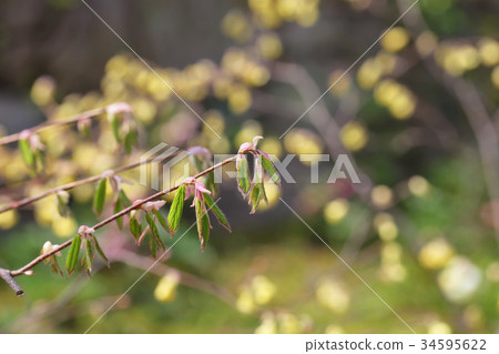 Young leaves of Hyugamizuki Young leaves of Hyugamizuki 34595622