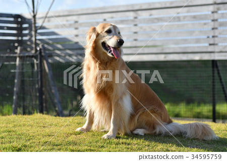 金毛獵犬 金毛獵犬 34595759