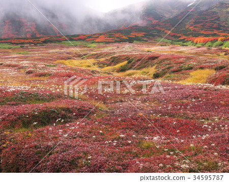 Daisetsuyama的Tingleka 34595787