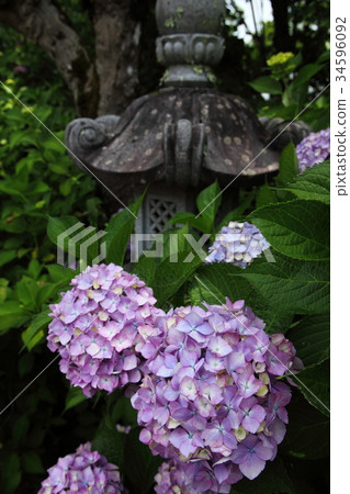 Kanonji繡球花 34596092