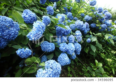 Hydrangea of Kanonji Hydrangea of Kanonji 34596095
