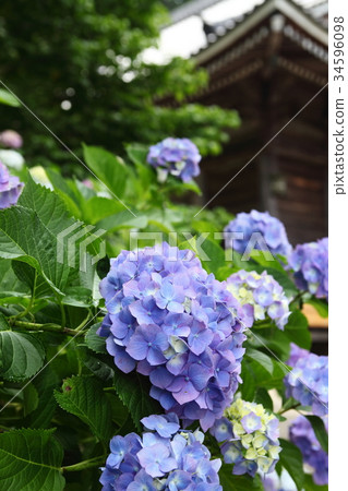 Hydrangea of Kanonji 34596098