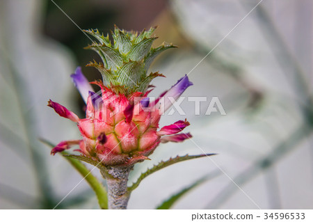 close up bromeliad or Urn Plant flower 34596533