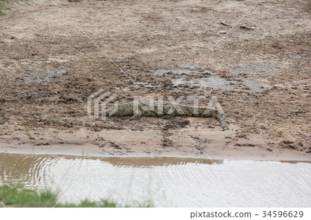 Nile crocodile 34596629