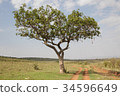 Sausage tree 34596649
