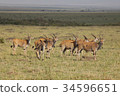 Eland flock 34596651
