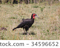 Southern hornbill one bird 34596652