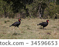 Two hornbills 34596653
