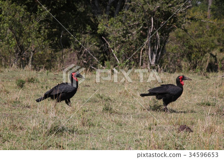 Two hornbills Two hornbills 34596653