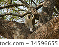 Velvet Monkey 34596655