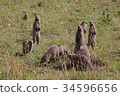 Shimamungose flock 34596656