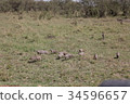 Shimamungose flock 34596657