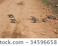 Shimamungose flock 34596658