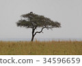 Acacia 34596659