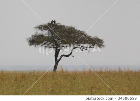 Acacia 34596659
