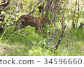 Leopard 34596660
