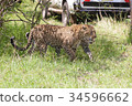 Leopard 34596662