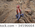 Mwanza agama lizard 34596664