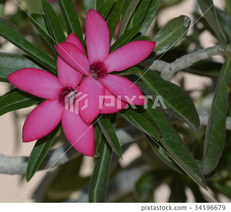 Desert rose adenium obesum, in Pheonix Arizona 34596679