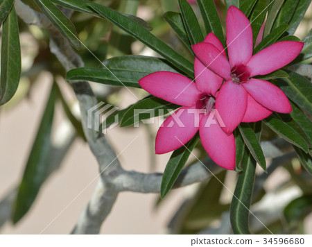 Desert rose adenium obesum, in Pheonix Arizona 34596680