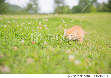 一隻小貓 一隻小貓 34596951