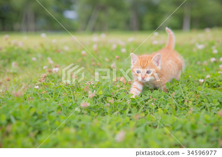 A kitten A kitten 34596977