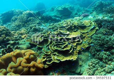 珊瑚礁 珊瑚礁 34597531