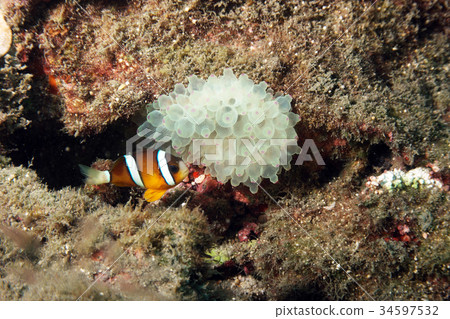 小丑魚與海葵 小丑魚與海葵 34597532