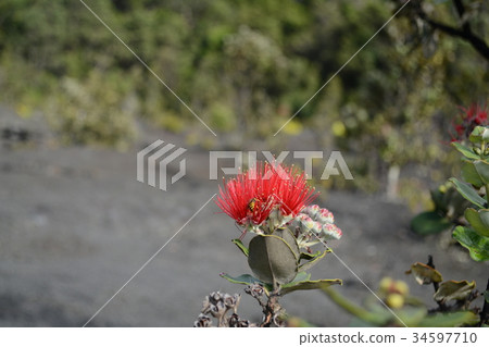 Lehua and the bee 34597710
