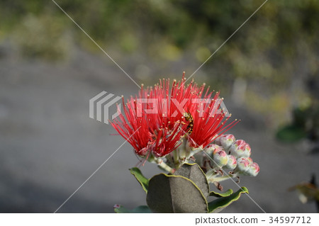 Lehua and the bee 34597712