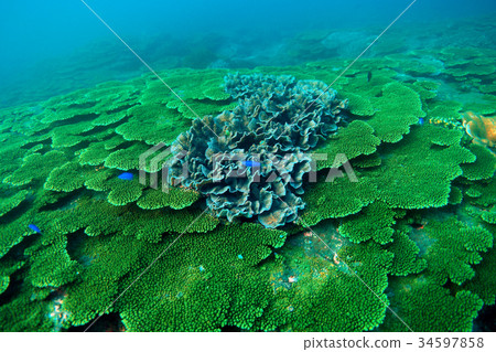 Coral Reef 34597858