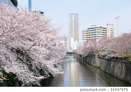 從目黑河之泉中里橋出發,目黑是東京櫻花的著名景點 從目黑河之泉中里橋出發,目黑是東京櫻花的著名景點 34597976