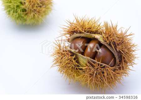 Chestnut  34598316