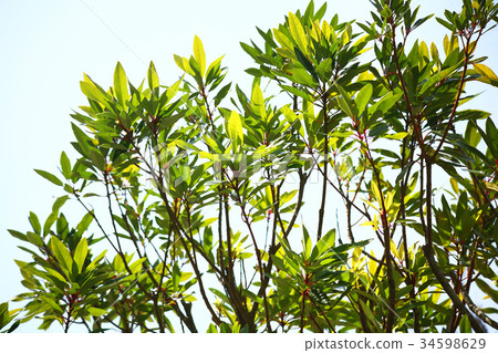 Himeyu Zuriha年輕葉子 Himeyu Zuriha年輕葉子 34598629