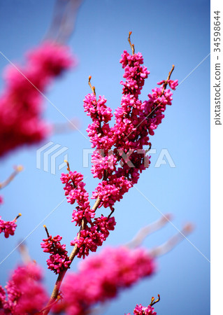 Rose flower blooming in the blue sky Rose flower blooming in the blue sky 34598644