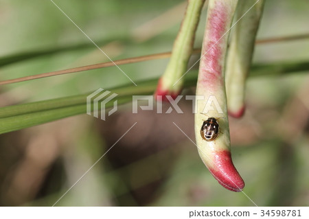 Larva of Murasakira-Hen-bee stink bug 34598781