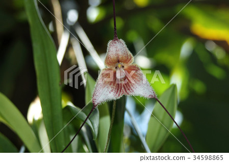 Orchid flower Dracula 34598865