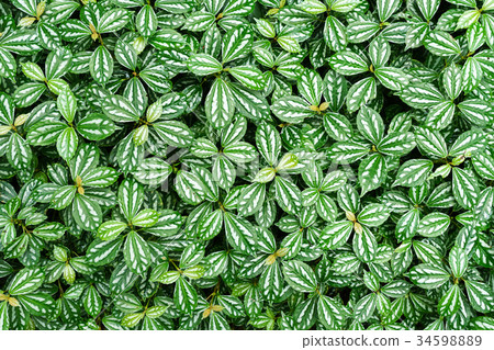 Aluminum plant, Watermelon pilea Aluminum plant, Watermelon pilea 34598889