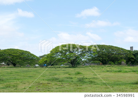 Hawaii Oahu Kualoa Ranch Monkey Pod Group Hawaii Oahu Kualoa Ranch Monkey Pod Group 34598991